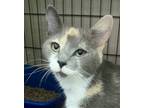 Adopt Icee a Domestic Shorthair / Mixed cat in Salisbury, MD (39167551)