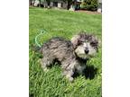 Heidi, Schnauzer (standard) For Adoption In Woodstock, Illinois