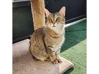 Betty Rose, Domestic Shorthair For Adoption In Umatilla, Florida