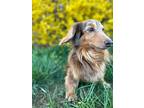 Slinky, Dachshund For Adoption In Cherry Hill, New Jersey