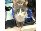 Adopt Seis a Domestic Shorthair / Mixed cat in Salisbury, MD (39167550)