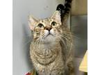 Adopt Heihei a Domestic Shorthair / Mixed cat in Salisbury, MD (39156236)