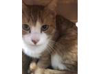 Rooster, Domestic Shorthair For Adoption In Oklahoma City, Oklahoma