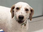 Adopt LILLI a White English Pointer / Mixed dog in Denver, CO (39009473)