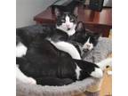 Adopt Athena & Helios a Black & White or Tuxedo Domestic Shorthair / Mixed cat