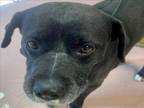 Adopt FREYA a Pit Bull Terrier, Mixed Breed