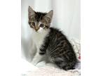 Adopt Gabby Cat a Domestic Shorthair / Mixed (short coat) cat in Williamstown