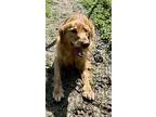 Milo, Golden Retriever For Adoption In Andover, New Jersey