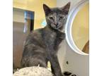 Adopt Dahlia a Gray or Blue Domestic Shorthair / Mixed cat in Beaumont