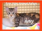 Betty,bruno,poppy,ralphy, Domestic Shorthair For Adoption In Waterbury