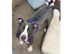 Tequila, American Pit Bull Terrier For Adoption In Twinsburg, Ohio