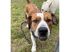 Charlie Biggie, American Staffordshire Terrier For Adoption In Provo, Utah