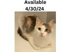 Cat Condo #3, Domestic Shorthair For Adoption In Greenville, Texas