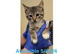 Cat Condo #1, Domestic Shorthair For Adoption In Greenville, Texas