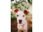 Adopt 73038A Cactus a American Staffordshire Terrier, Mixed Breed