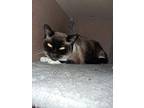 Dolly, Snowshoe For Adoption In Forty Fort, Pennsylvania