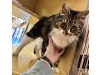 Freyja, Domestic Longhair For Adoption In North Wilkesboro, North Carolina