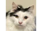 Matty, Domestic Longhair For Adoption In Franklin, Tennessee