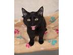 Megan, Domestic Shorthair For Adoption In Troy, Ohio