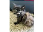 Adopt Maria a Domestic Short Hair