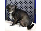 Opie, Terrier (unknown Type, Medium) For Adoption In Fort Davis, Texas