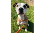 Hexagon, American Pit Bull Terrier For Adoption In Knoxville, Tennessee