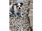 Jerry, Jack Russell Terrier For Adoption In San Antonio, Texas