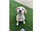 Ember, Labrador Retriever For Adoption In Fullerton, California