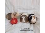 Unique Trio, Guinea Pig For Adoption In Shelby Twp, Michigan
