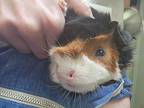Kevin, Guinea Pig For Adoption In Shelby Twp, Michigan