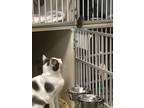 Adopt Domino a Domestic Shorthair / Mixed cat in Errington, BC (38919259)