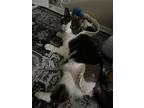 Isthmus, Domestic Shorthair For Adoption In Grand Rapids, Michigan