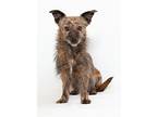 Jeanette, Terrier (unknown Type, Small) For Adoption In San Luis Obispo