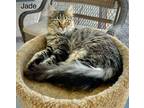 Adopt Jade a Domestic Mediumhair / Mixed cat in St. George, UT (38959413)