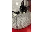 Adopt Abby a All Black Domestic Shorthair / Domestic Shorthair / Mixed cat in