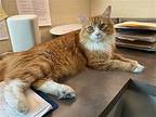 Rusty - Great Family Cat, Domestic Mediumhair For Adoption In Hillsboro, Oregon
