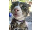 Moochie - Offered By Owner - Young, Scottish Fold For Adoption In Hillsboro