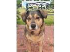Adopt Wiggie a Tan/Yellow/Fawn Shepherd (Unknown Type) / Mixed dog in Gulfport