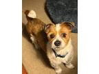 Sammy, Terrier (unknown Type, Small) For Adoption In Itasca, Illinois