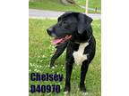 Adopt Chelsey a Terrier, Mixed Breed