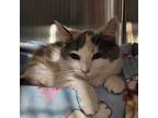 Mika, Domestic Longhair For Adoption In Pembroke, Ontario
