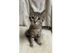 Adopt Betty a Gray, Blue or Silver Tabby Domestic Shorthair (short coat) cat in