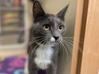 Verity, Domestic Shorthair For Adoption In Phoenix, Arizona