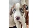 Adopt Scarlett a White Australian Shepherd / Mixed dog in Morton Grove