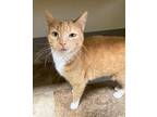 Scamp, Domestic Shorthair For Adoption In Newport, Oregon