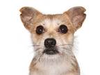 Caramel, Terrier (unknown Type, Medium) For Adoption In Oakland Park, Florida