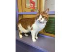 Louise, Domestic Shorthair For Adoption In Fort Wayne, Indiana