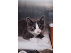73136a Argyle, Domestic Shorthair For Adoption In North Charleston