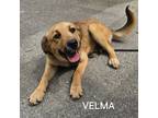 Adopt Velma a Mixed Breed