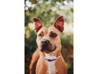 72849a Bamboo, American Staffordshire Terrier For Adoption In North Charleston